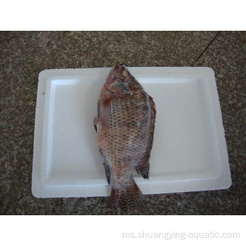 Tilapia Ikan Iqf Frozen Cina untuk Pasar Afrika